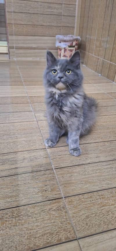 Grey Healthy Persian Kitten