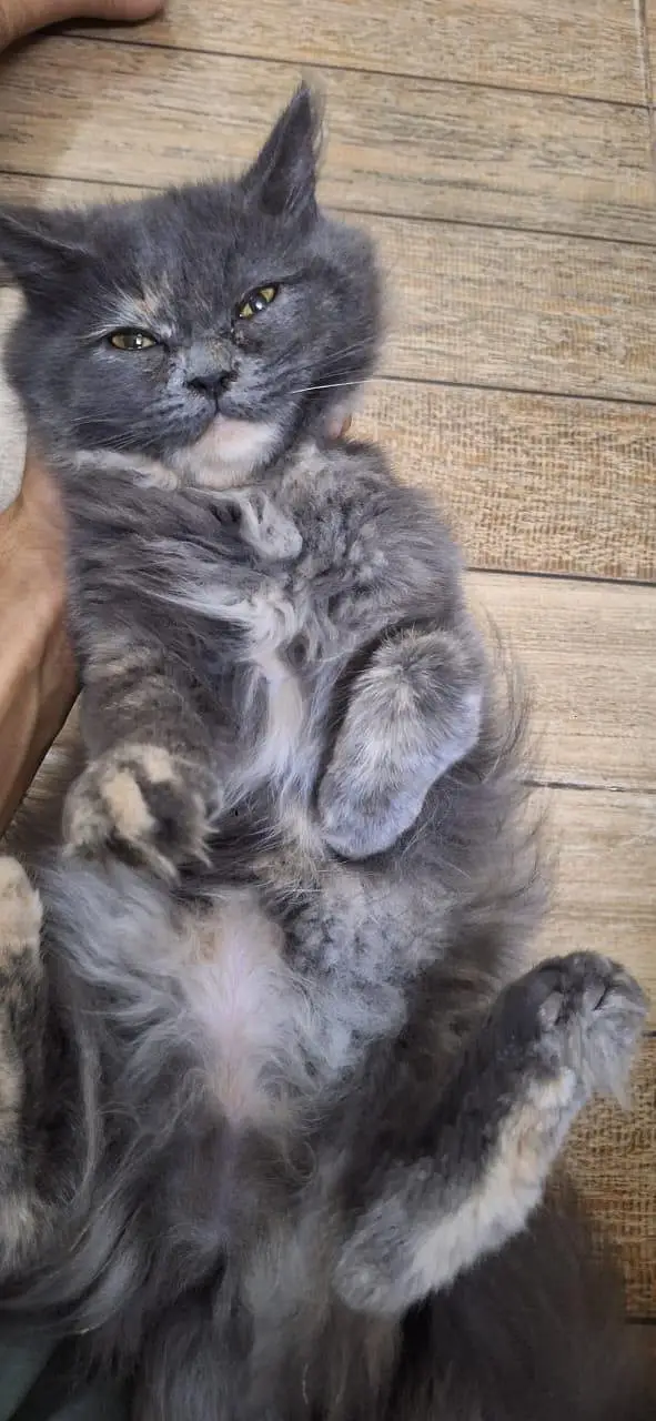 Grey Healthy Persian Kitten — photo 2