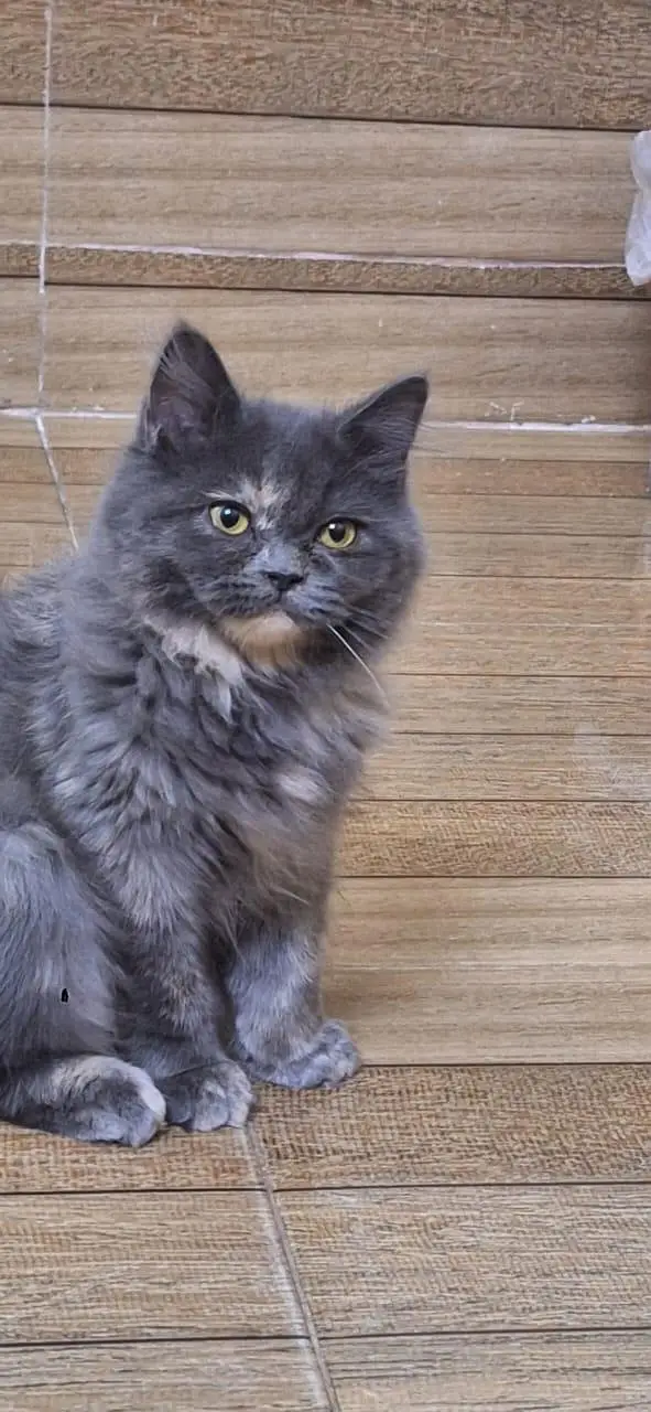 Grey Healthy Persian Kitten — photo 3
