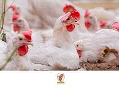 White layer hens