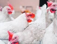 White layer hens 1