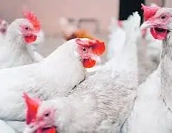 White layer hens — photo 2