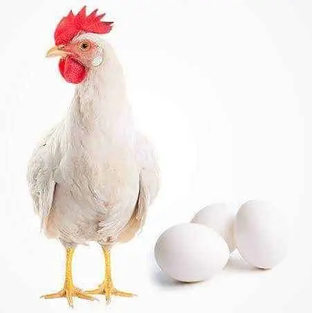 White layer hens — photo 3