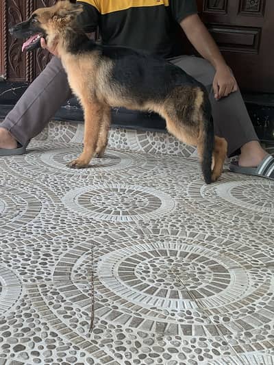 German shepherd Long Coat Puppie
