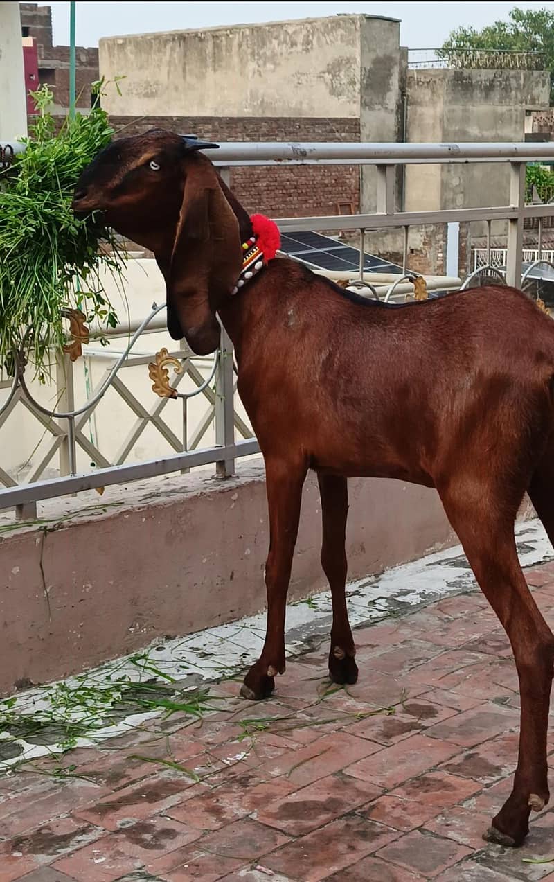 ناگڑی بکڑی 1
