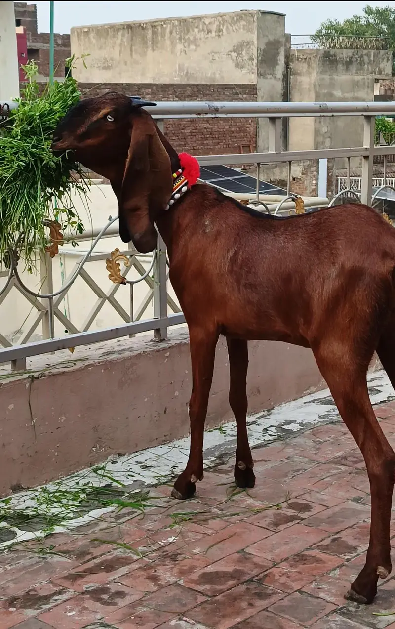 ناگڑی بکڑی — photo 2
