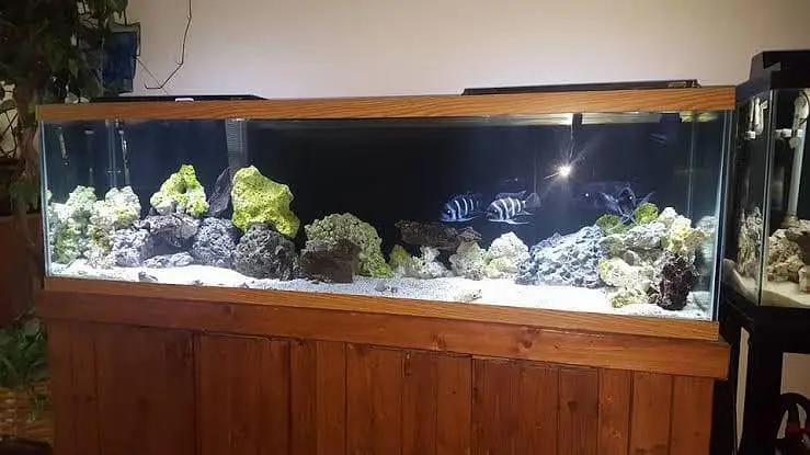 Fish aquarium Big discount offer 03268301979 — photo 8