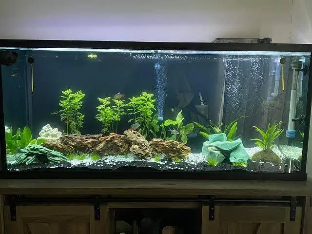 Fish aquarium Big discount offer 03268301979 — photo 9