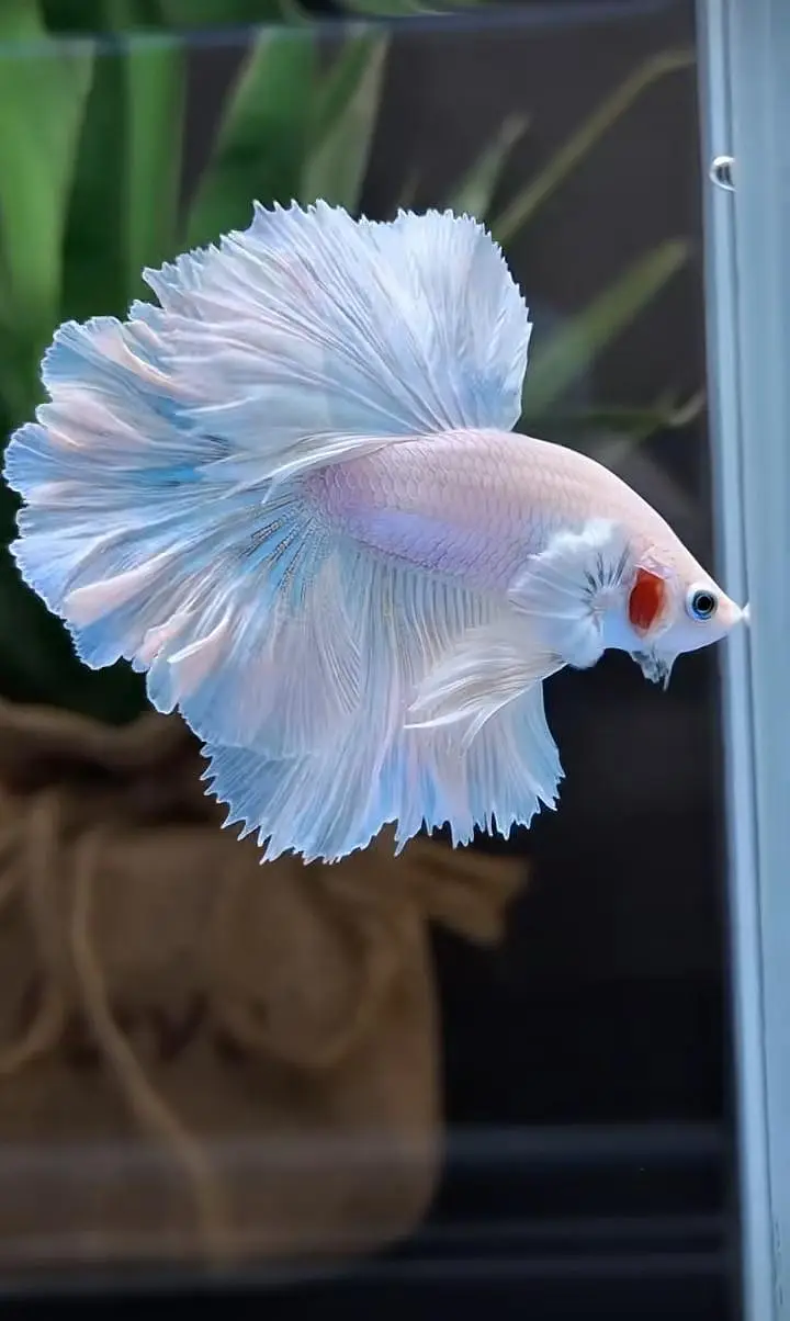 Fish aquarium Big discount offer 03268301979 — photo 12