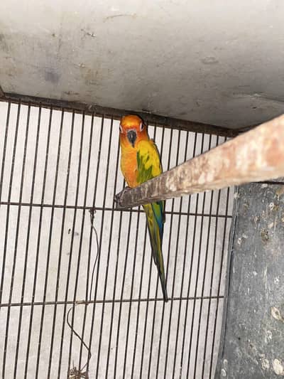 sun canore female