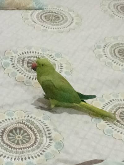green female hai