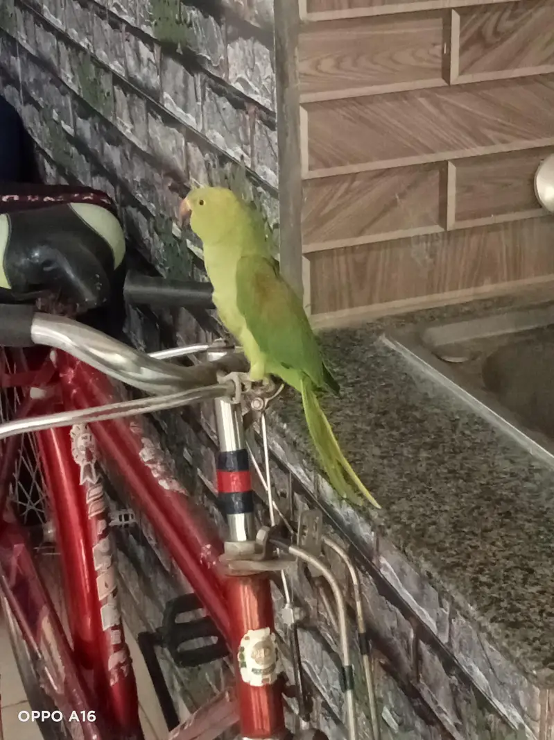 green female hai — photo 2