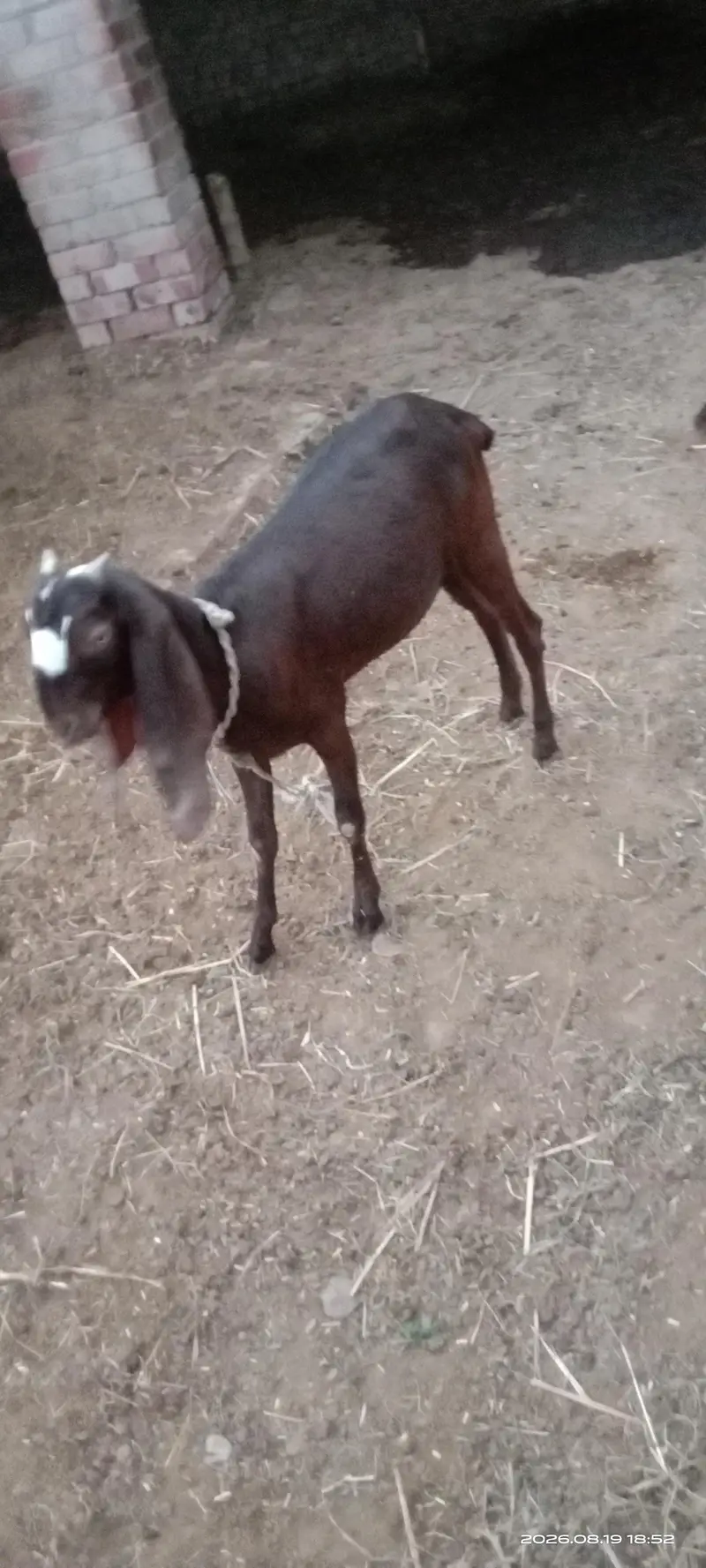 beetal — photo 2