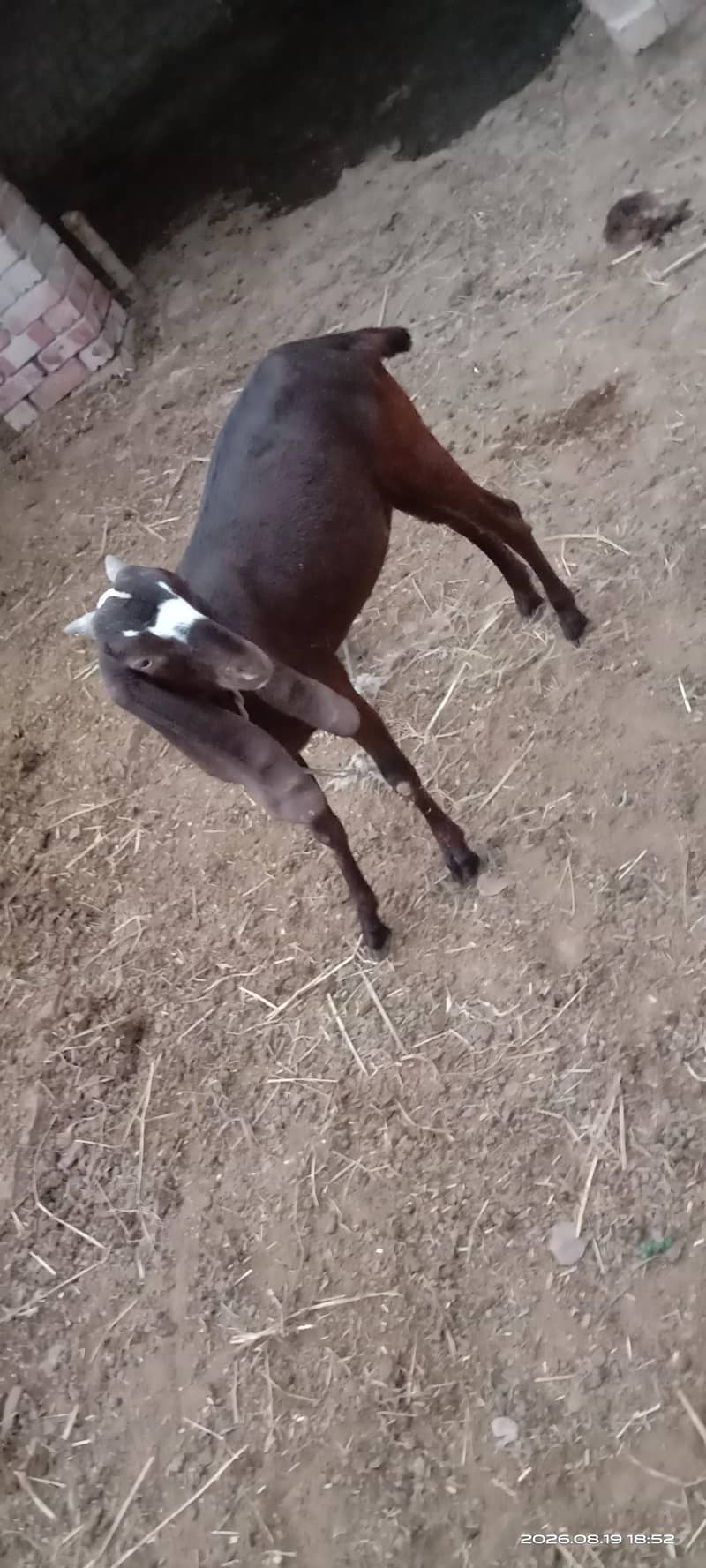 beetal 2