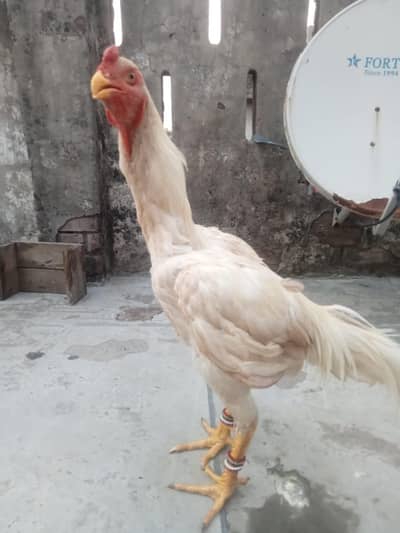 shamo