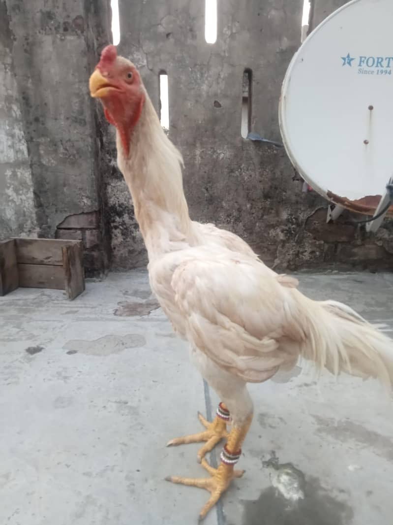 shamo 0