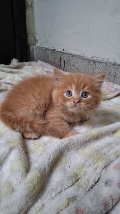 2 Pair of Persian kittens for sale