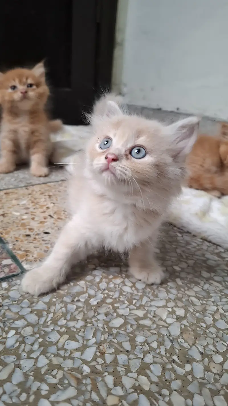2 Pair of Persian kittens for sale — photo 2