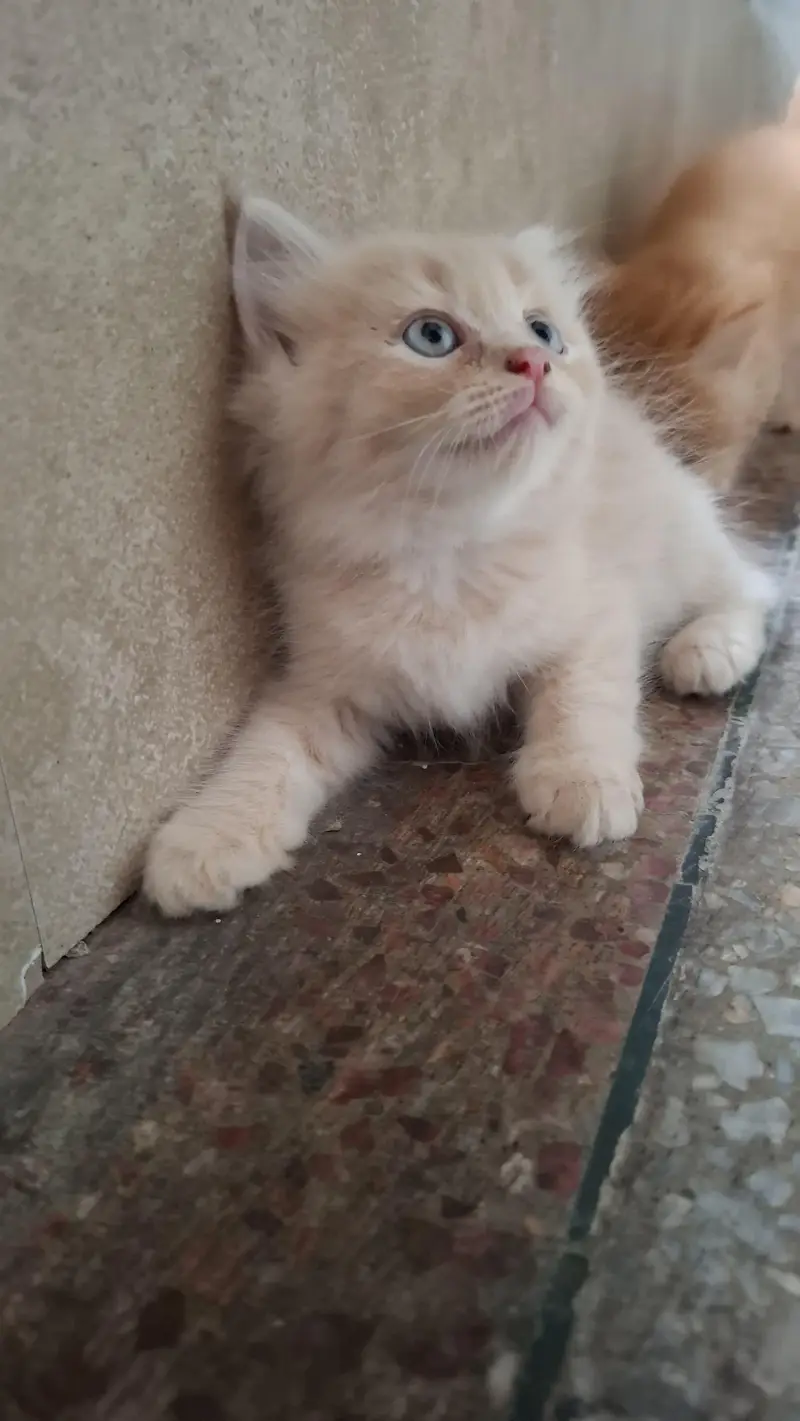 2 Pair of Persian kittens for sale — photo 3