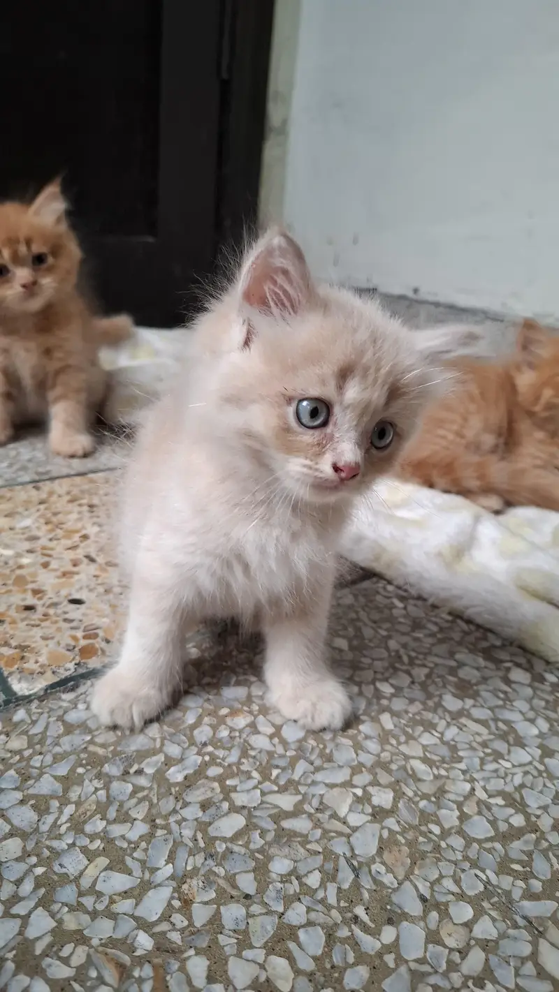 2 Pair of Persian kittens for sale — photo 4
