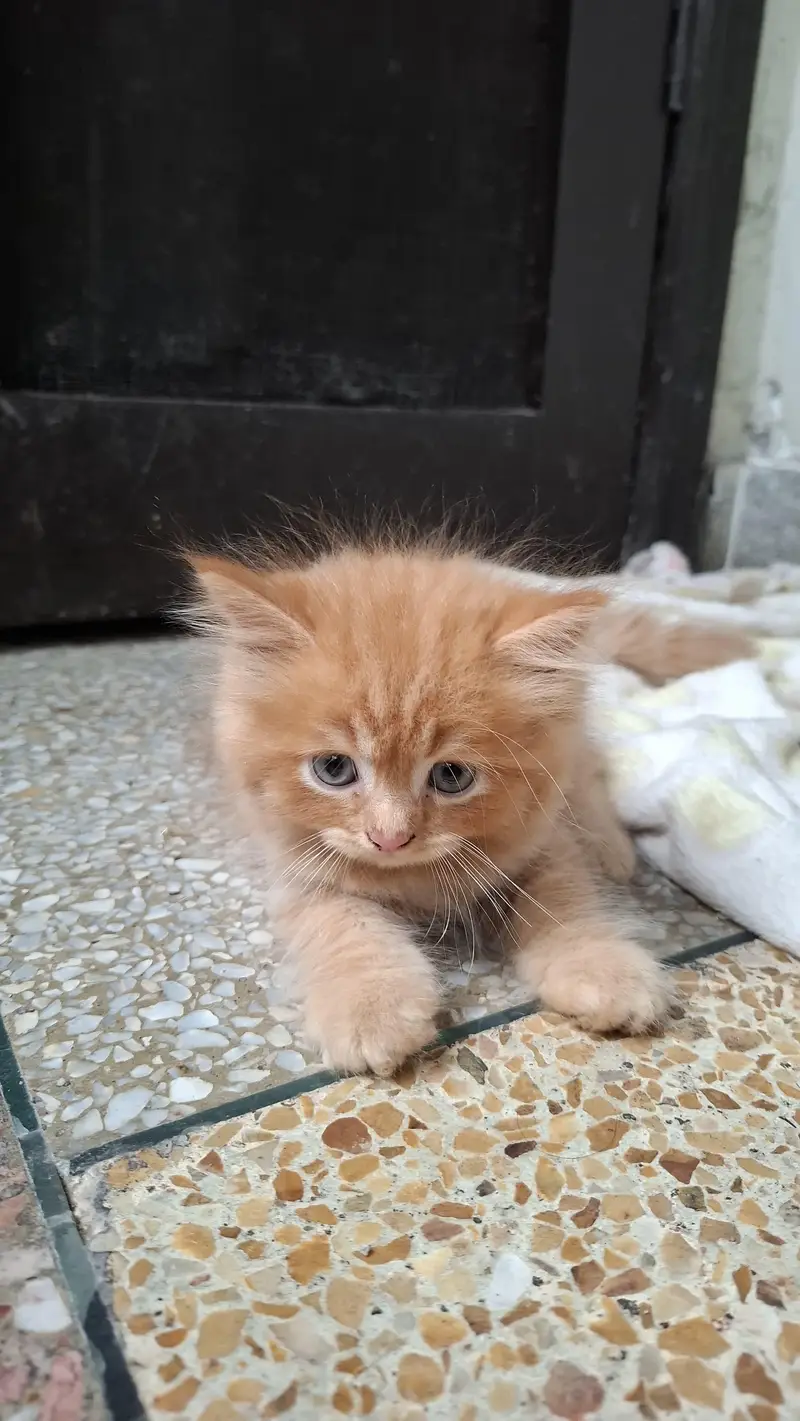 2 Pair of Persian kittens for sale — photo 5
