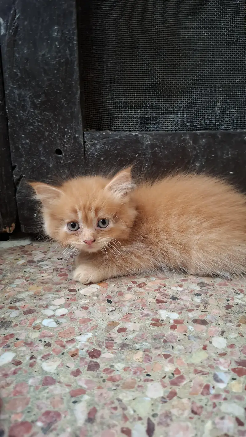 2 Pair of Persian kittens for sale — photo 6