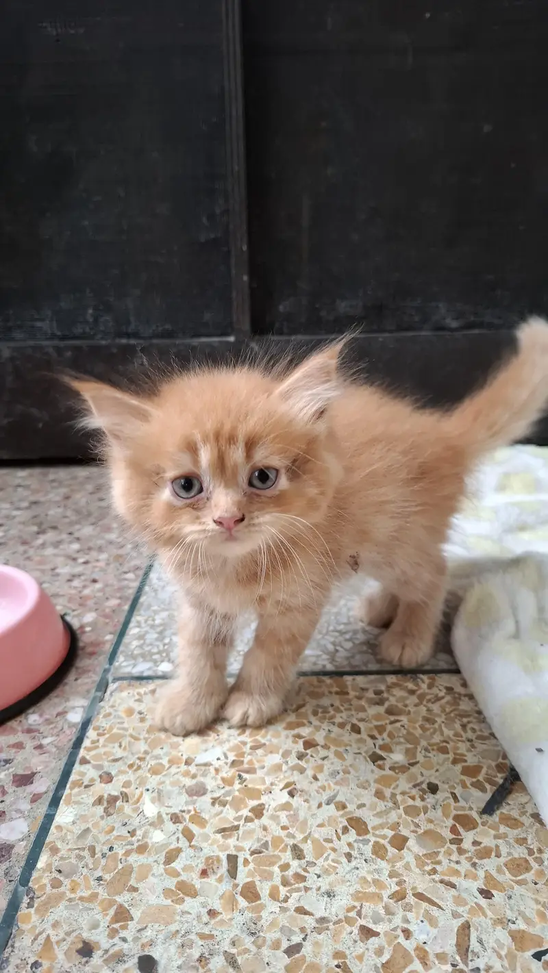2 Pair of Persian kittens for sale — photo 7