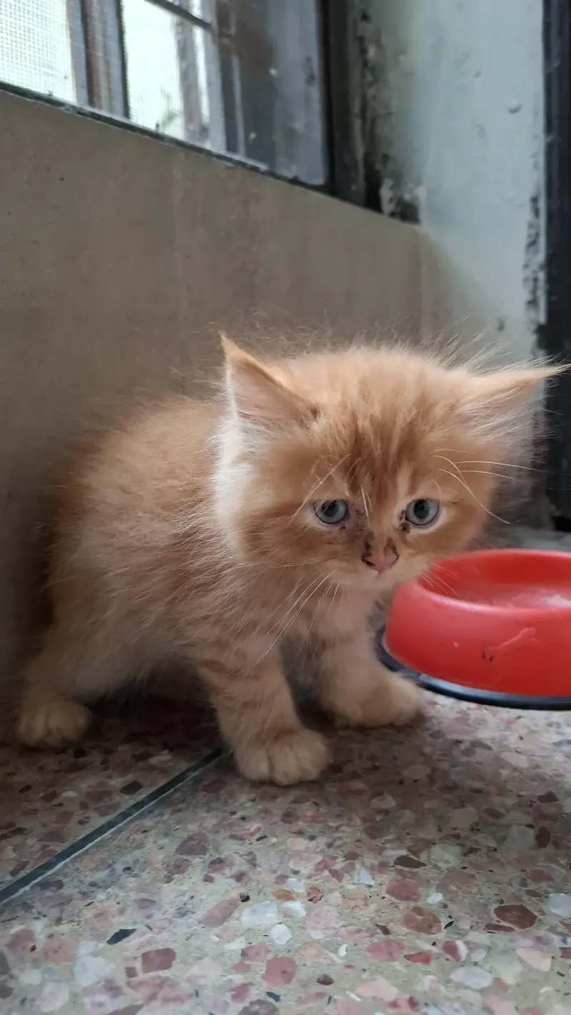 2 Pair of Persian kittens for sale — photo 8