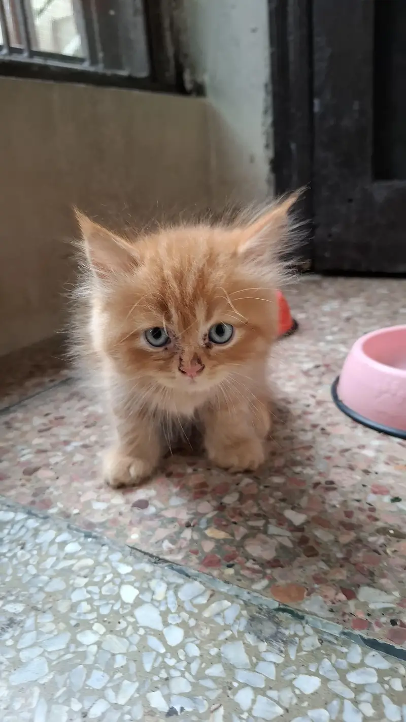 2 Pair of Persian kittens for sale — photo 9