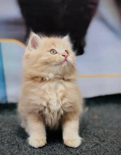 Persian kitten triple cot. for. . sale my WhatsApp03464290927