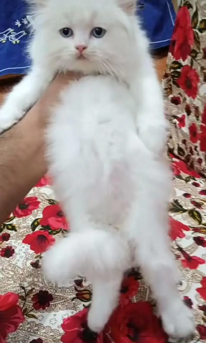 Persian kitten triple cot. for. . sale my WhatsApp03464290927 — photo 2