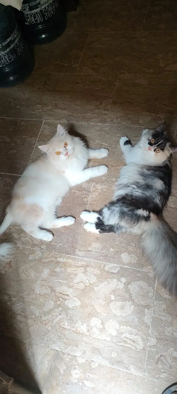 Two females for Sale — photo 3