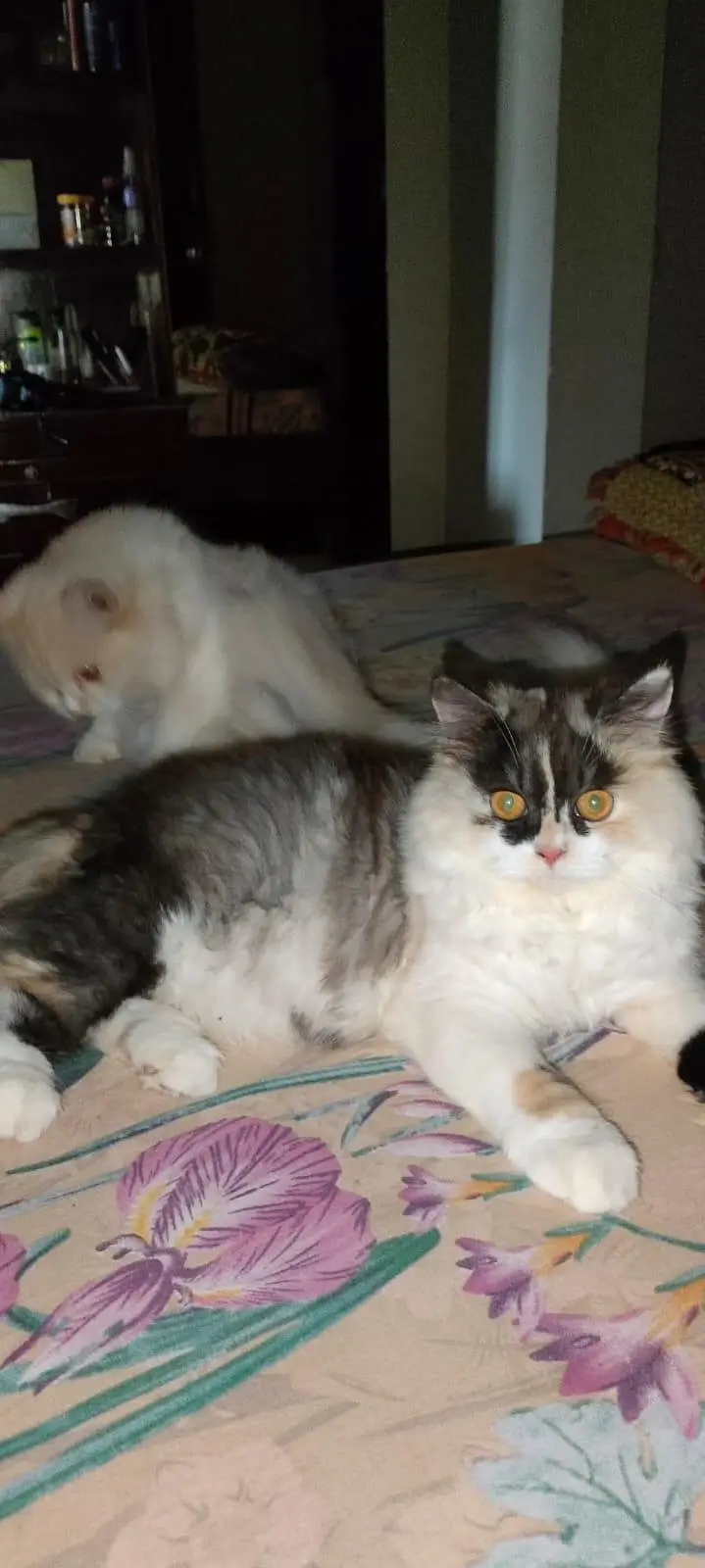Two females for Sale — photo 4