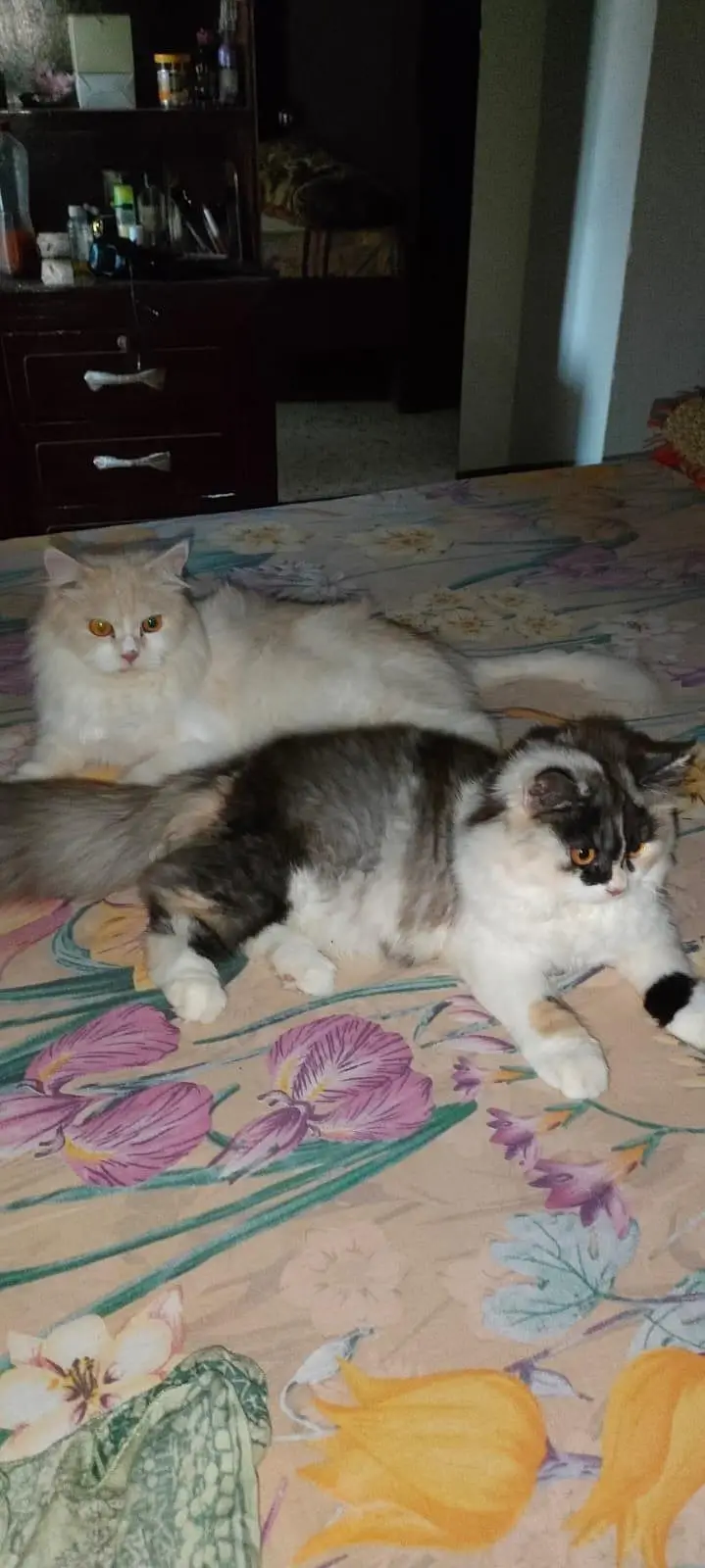 Two females for Sale — photo 5