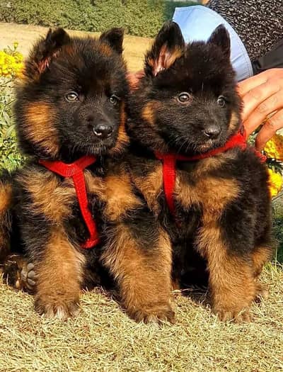 German Shepherd long coat puppies for sale my WhatsApp 03464290927