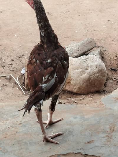 Aseel breed sindhi