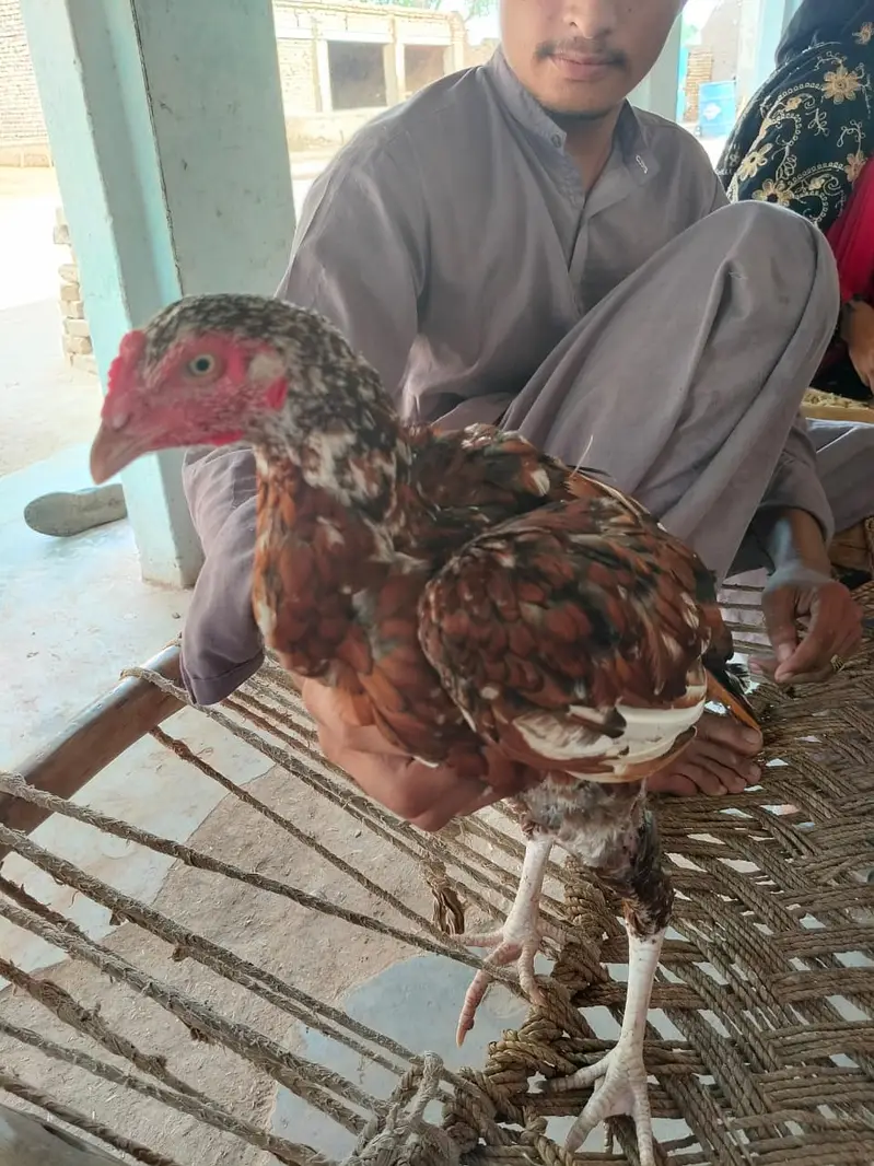 Aseel breed sindhi — photo 3