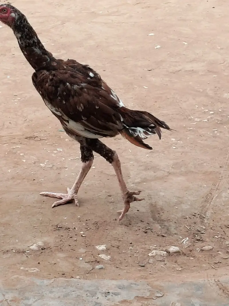 Aseel breed sindhi — photo 4