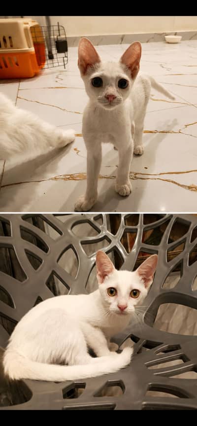 Kittens for Adoption