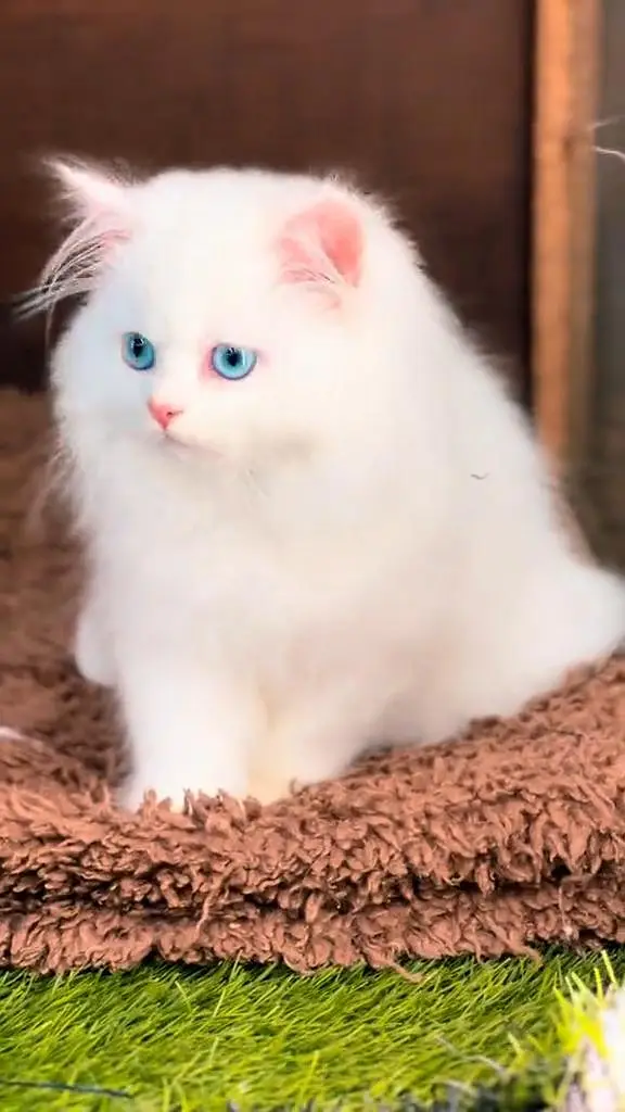 beautiful persian female for sale — photo 2