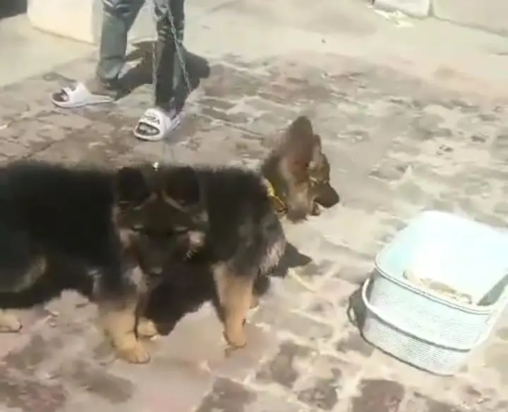 German Shepherd long coat puppies for sale my WhatsApp 03464290927 — photo 3