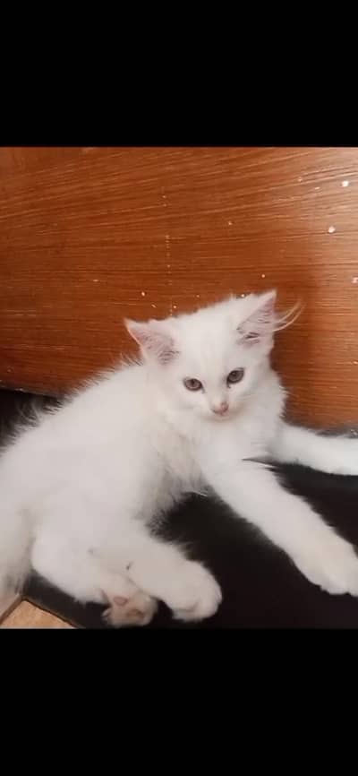 Persian kitten urgent sale