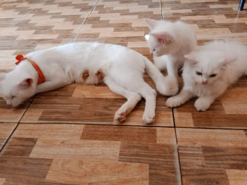 Persian kitten urgent sale — photo 3