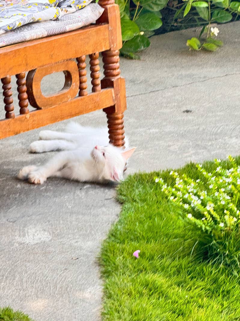 persian 3cot 0