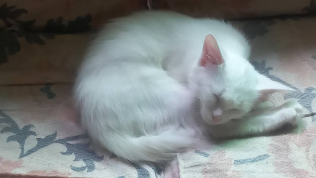 persian 3cot 1