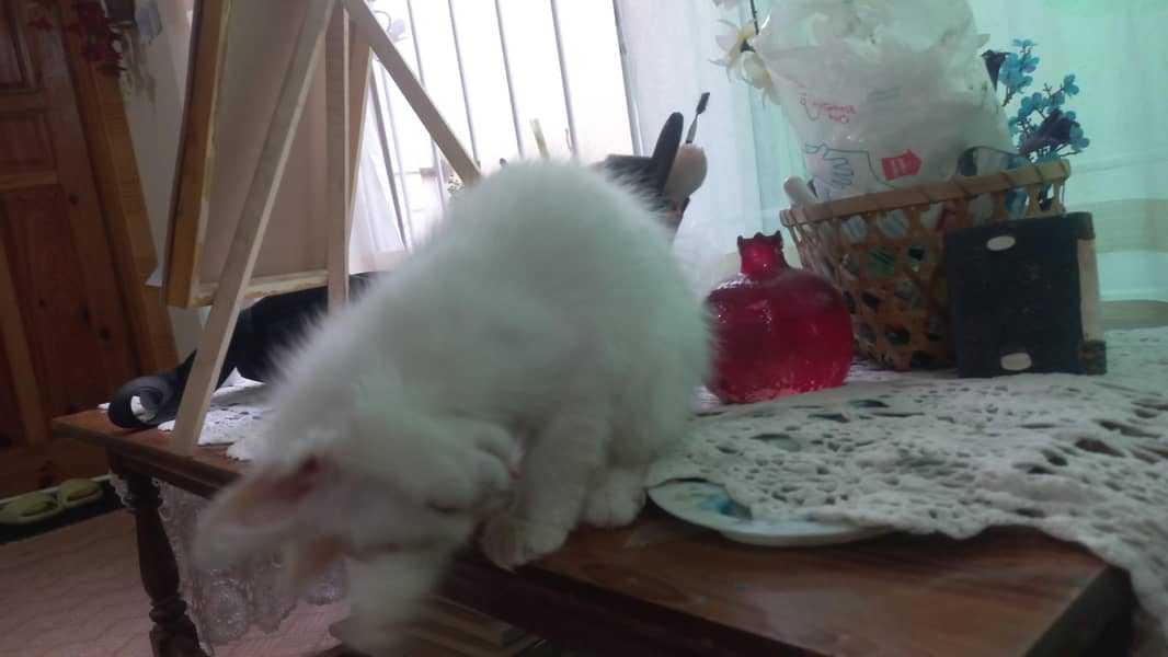 persian 3cot 2