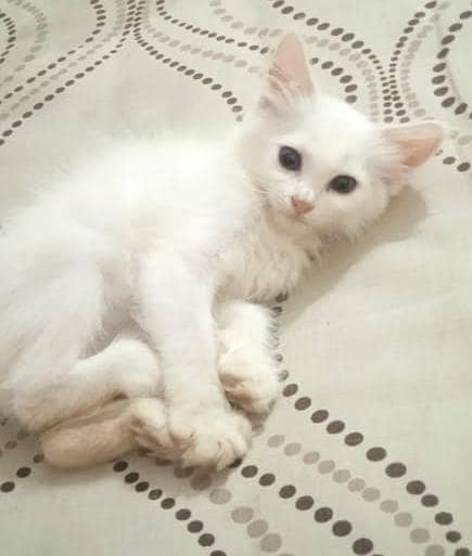 persian 3cot 3