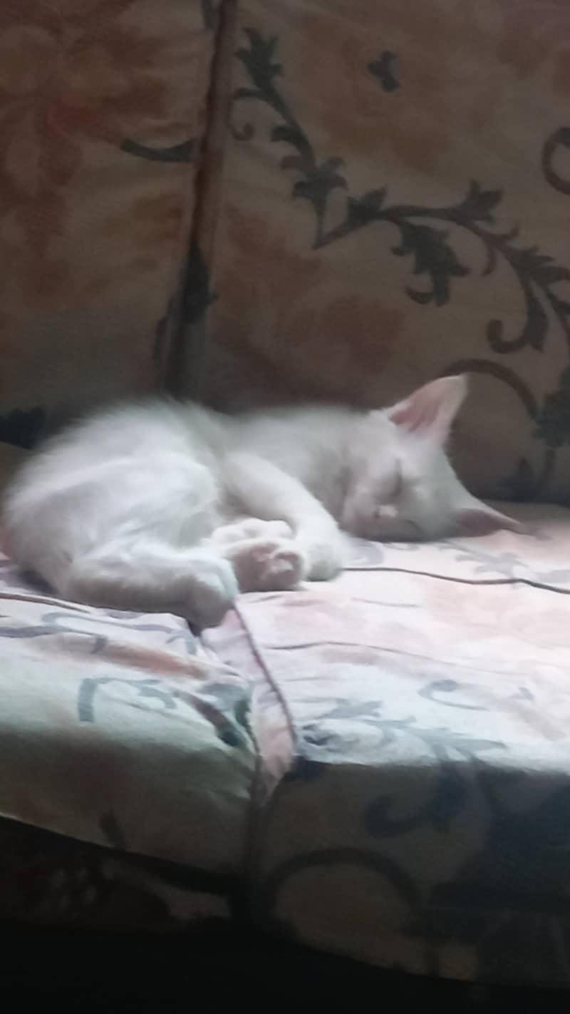 persian 3cot 4