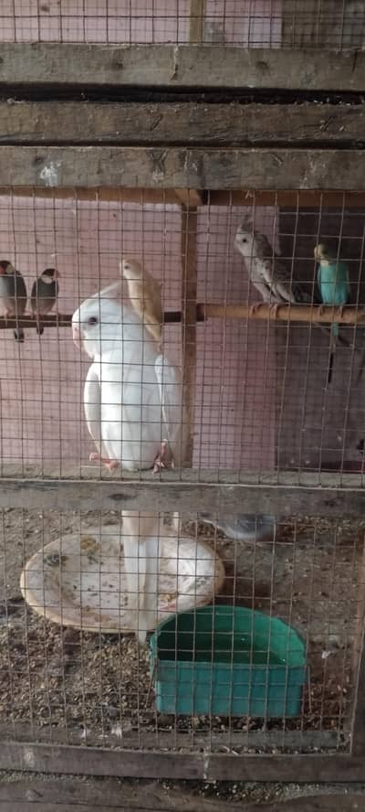 White male and silver female cockteil breeder set