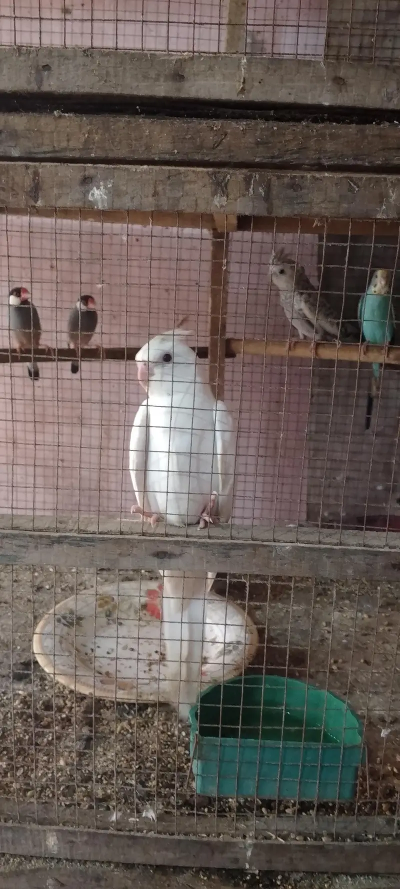 White male and silver female cockteil breeder set — photo 2